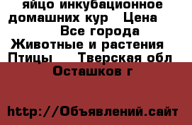 яйцо инкубационное домашних кур › Цена ­ 25 - Все города Животные и растения » Птицы   . Тверская обл.,Осташков г.